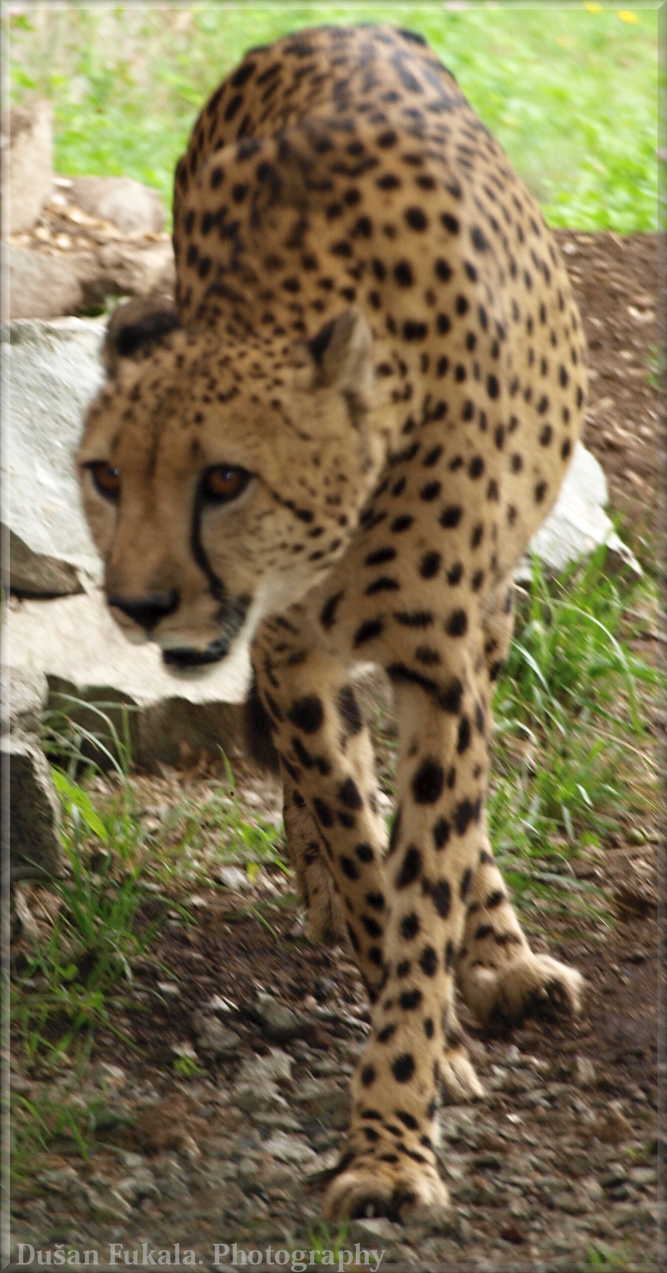 ZOO Ústí nad Labem 499 (2)